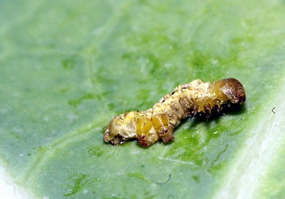 Larva morta após ingestão de Bacillus thuringiensis, mostrando sinais visíveis de infecção.