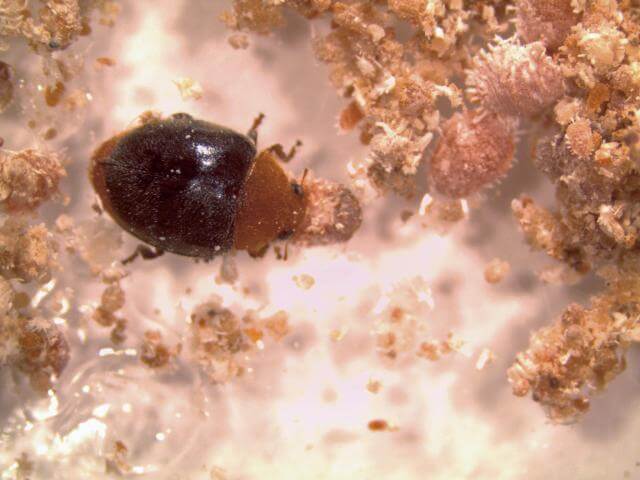 MIP: Controle biológico por predadores e parasitóides